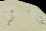 Bargain, Fossil Fish (Diplomystus & Knightia) Plate - Wyoming #138680-2